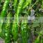 Hybrid Green pepper red pepper seeds for growing-Zhou Pi