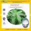 GMP Certified Manufacturer Supply High Quality Stevia Powder Extract