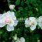 Multiflora Rose seedling