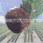 fast grow rapid cultivating root container