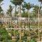 Bauhinia variegata landscaping trees