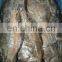 Good quality IQF frozen wr pointhead flounder fish for processing