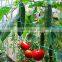 Plant Trellis Netting Garden Plant Netting Mesh Vine Net Climbing Trellis for Vegetables, Clematis, Cucumber