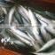 High quality A Grade Chub Mackerel Pacific mackerel fish scomber japonicus