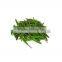 Green Chilli