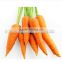 Sale frozen carrot