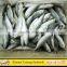 Frozen Round Scad Fish with Size 8-10