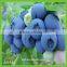frozen iqf wild blueberry