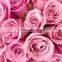 Multi-Colored Color and Fresh Cut Flowers Processing Type Cheap Red Rose