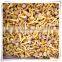 from china /best quality/100% natural health food mushroom