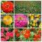 High quality F1 hybrid zinnia flower seeds