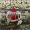 Goldenest China manufacturer automatic chicken farming equipment for broilers layer good price JCJX-1