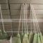 Nature Corn Broom Stick with Wooden Handle