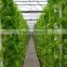 Convenience high quality hydroponic system
