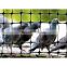 Heavy Duty Premium Bird Netting HDPE Extrusion Square Gird