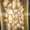 Fresh Holland Potato in Meshbag/Carton