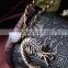 marvelous gorgeous splendid posh shrimp pendment vintage plated environmental alloy with rhinestone necklace