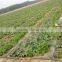 Plastic drip irrigaiton for agriculture