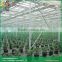 Venlo roof type horticultural glass cheap greenhouse
