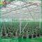 Sawtooth type vegetable greenhouse glass greenhouse