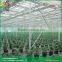 Venlo roof Glass greenhouse small indoor glass greenhouse