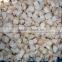 IQF Frozen Pleurotus eryngii cube