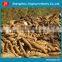 Hot sale in 2015 manioc root washer with stable performance & excellent quality