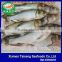 Frozen Fresh Fish Carp Wholesale Price