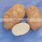 Factory supplying 2015 new crop fresh Holland Potato with good quality