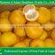 Citrus fruits Mandarin orange