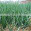 Hybrid onion seeds for growing- Early red preciousness