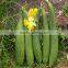 HAIRYALI F1 Hybrid Sponge Gourd Seeds