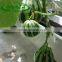 Scallion Plant Slot for Agricultural Tools