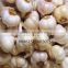 From garlic separator to garlic grinder complete garlic processing machines with CE certification