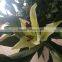 Decoration flower fresh lily flower fresh cut lilies best price