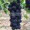 Grape drip irrigation for orchard