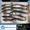 Good Quality and New Stock Frozen Whole Indian Mackerel