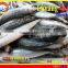 FROZEN LAYANG SCAD (MUROAJI) WHOLE ROUND