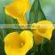 Artificial flower calla lily anthurium price jasmin flower garland calla lily bulbs in good quality