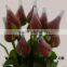 Wholesale love high quality fresh cut rose fresh cut flowers natural carola with 20stems/bundle from yunnan