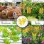 Fly Catcher Double Sided Sticky Fly Paper Outdoor Factory Price Wholesale Free Sample Yellow Kill Fruit Flies+ Killer Insect