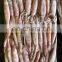 whole round frozen todarodes pacificus squid japanese flying squid