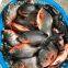 Seafood wholesale frozen fish Red Pomfret