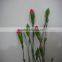 Most Popular Factory Direct Fresh Flower Carnation
