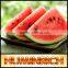 Huminrich Potassium Humate Organic Water Soluble Fertilizer For Melon