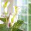 PU Artificial White Calla Lily Mini Plant