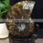High quality natural ammonite fossils for gifts and decoration