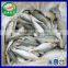 New Landing Frozen Round Scad Seafood for Tuna Bait