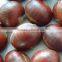 Fresh chestnut in bag package. MOQ:1X40FCL.