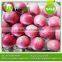 fresh fruit import red fuji apple from china